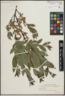 Foto von Salix arbuscula L.